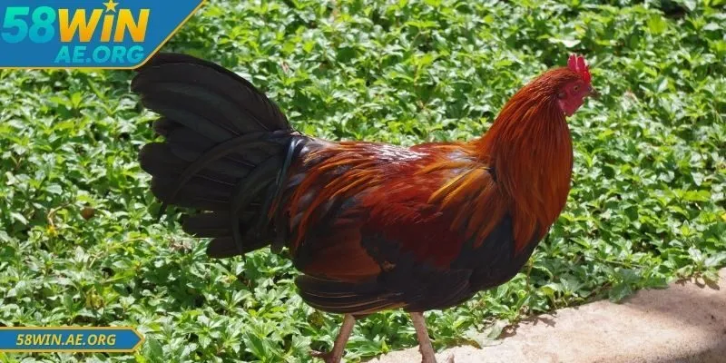 Bỏ túi những chiến thuật nhanh thắng nhất khi tham gia