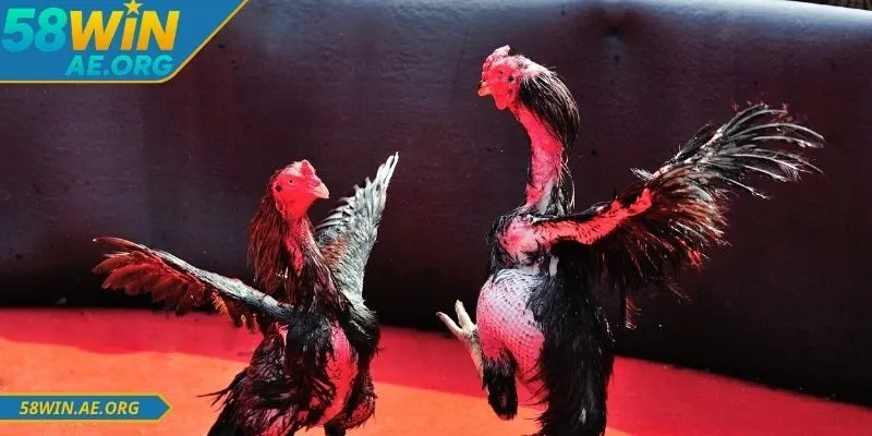 Hướng Dẫn Đá Gà 58WIN – Bí Quyết Toàn Thắng Nhanh Nhất 2 Tham gia sảnh đấu với nhiều ưu điểm