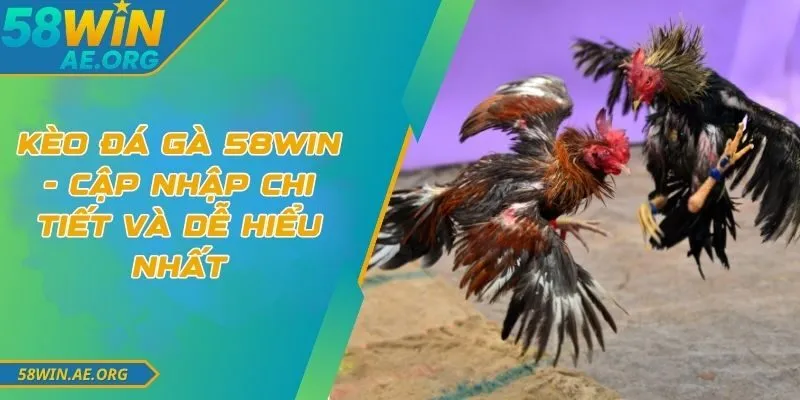 Kèo Đá Gà 58win - Cập Nhập Chi Tiết Và Dễ Hiểu Nhất