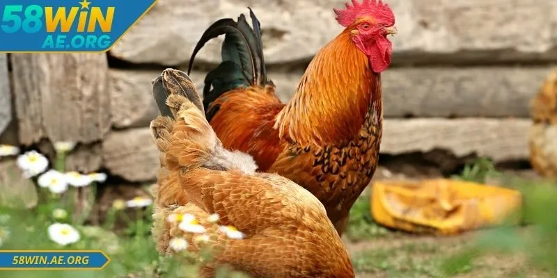 Có nhiều  loại kèo đá gà 58WIN người dùng cần nắm rõ